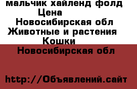 мальчик хайленд фолд › Цена ­ 5 000 - Новосибирская обл. Животные и растения » Кошки   . Новосибирская обл.